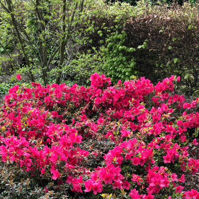 Rhododendron obtusum Kermesina