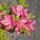 Rhododendron obtusum Kermesina
