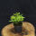 Torch azalea Kermesina