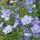 Garteneibisch blaue Blüten