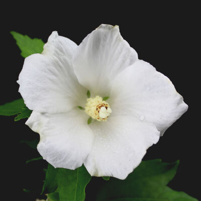 Garteneibisch weiße Blüten