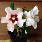 rose of Sharon