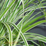 Sedge variegata