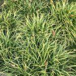 Sedge variegata