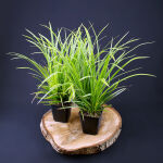 Sedge variegata