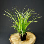 Sedge variegata