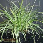 Carex Ornithopoda Variegata