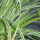 Carex Ornithopoda Variegata