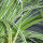 Sedge variegata