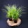 Sedge variegata