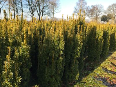 Taxus baccata Fastigiata Aurea