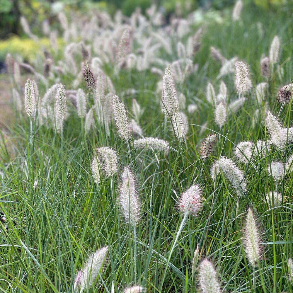 Chinese fountaingrass or dwarf fountain grass 1 99