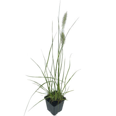 Chinese fountaingrass or dwarf fountain grass