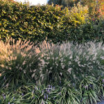 Chinese fountaingrass or dwarf fountain grass