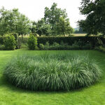 Chinese fountaingrass or dwarf fountain grass