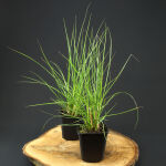 Chinese fountaingrass or dwarf fountain grass