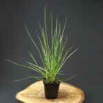 Chinese fountaingrass or dwarf fountain grass