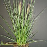 Chinese fountaingrass or dwarf fountain grass