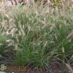 Pennisetum alopecuroides Hameln