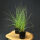 Chinese fountaingrass or dwarf fountain grass