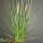 Chinese fountaingrass or dwarf fountain grass