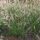 Chinese fountaingrass or dwarf fountain grass