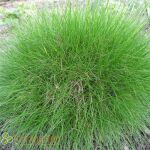 Festuca gautieri Pic Carlet