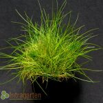 bearskin fescue