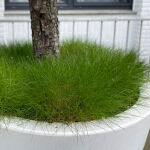 bearskin fescue