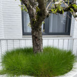 bearskin fescue