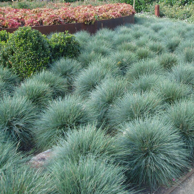 blue fescue