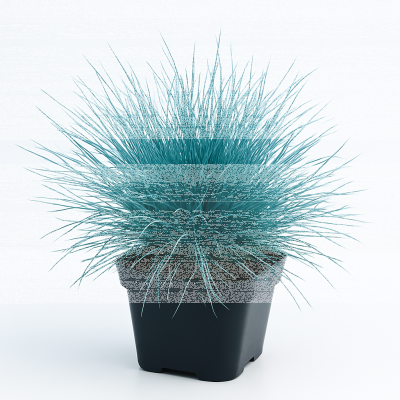 Blauschwingelstaude