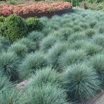 blue fescue