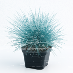 Blauschwingelstaude