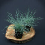 Festuca glauca Zwergenkönig