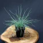 Festuca glauca Zwergenkönig