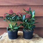 skimmia japonica