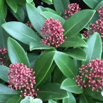 skimmia japonica