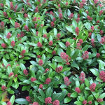 Japanese skimmia,