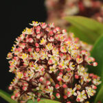 skimmia japonica