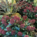 Japanese skimmia,