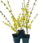 forsythia