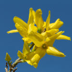 Forsythia