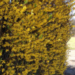 Forsythia