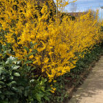 Forsythia