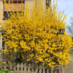 forsythia