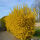 Forsythia