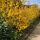 forsythia