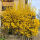 forsythia