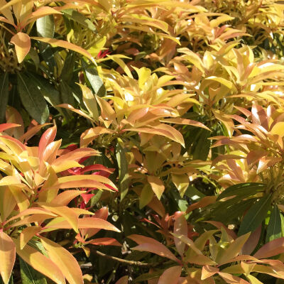 Japanese andromeda or  Japanese pieris or Dwarf Lilly-of-the-Valley